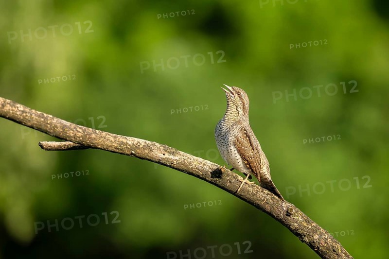Wendneck (Jynx torquilla), bird, sideways on branch, Ormoz, Slovenia