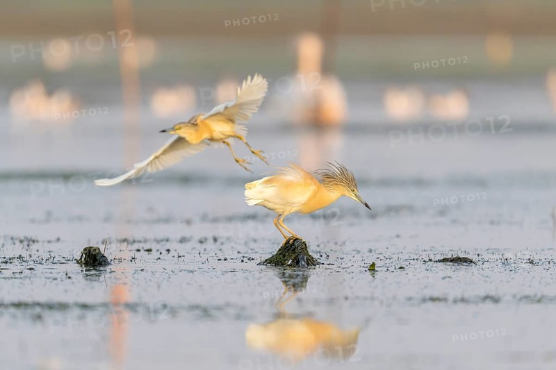 Egret (Ardeola ralloides), bird, in morning light, Danube Delta, Romania