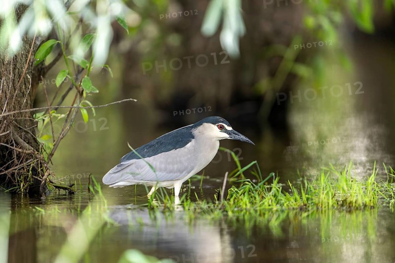 Night heron (Nycticorax nytricorax), bird, in water, Danube Delta Romania