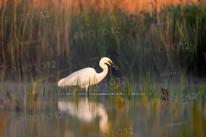 Great egret (Casmerodius albus), bird, in water, fish in beak, morning light, Subotica, Serbia