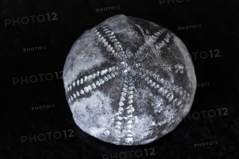 Detailed view of sea urchin fossil found in Rügen Germany