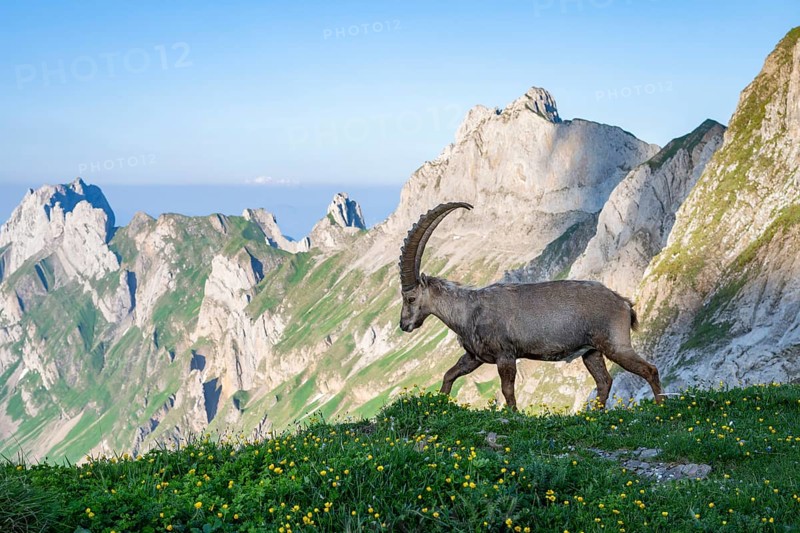 Steinbock (Capra ibex) in front of mountain panorama, male, Alpstein, Appenzell, Switzerland