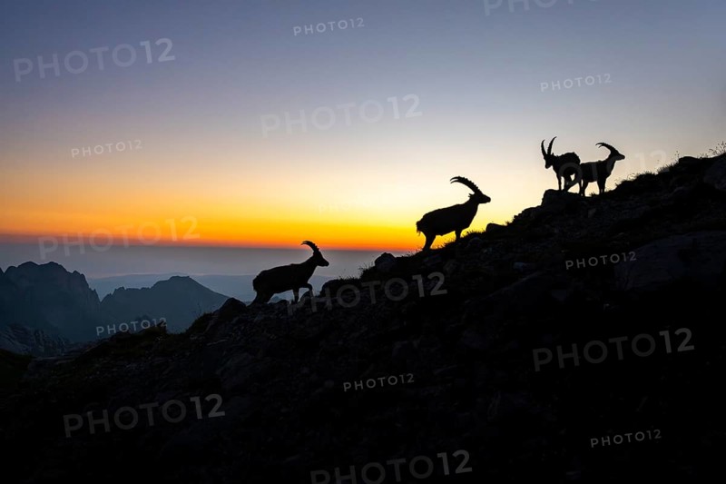 Capricorns (Capra ibex), silhouettes at dusk, male, Alpstein, Appenzell, Switzerland