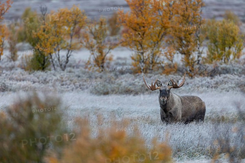 Bull elk (Alces alces) in autumn, autumn landscape, Norway