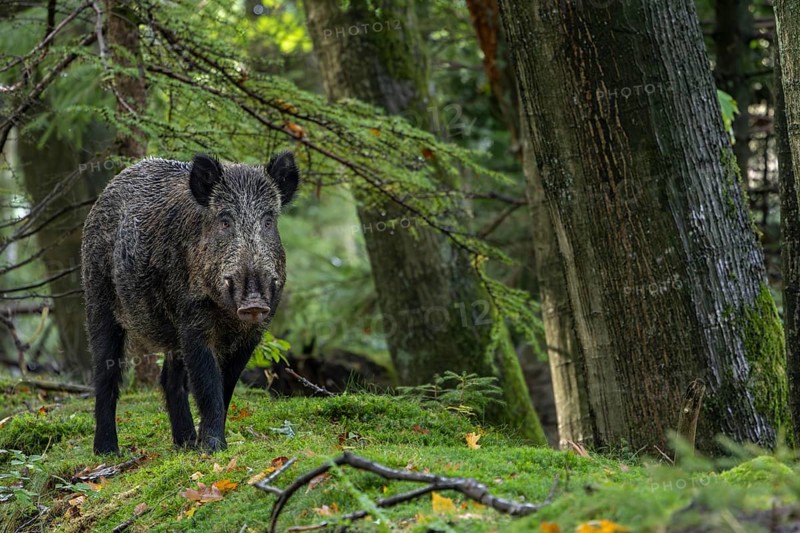 Wild boar boar (Sus scrofa) looking for beechnuts and acorns, alert, eyes, eye contact, Denmark