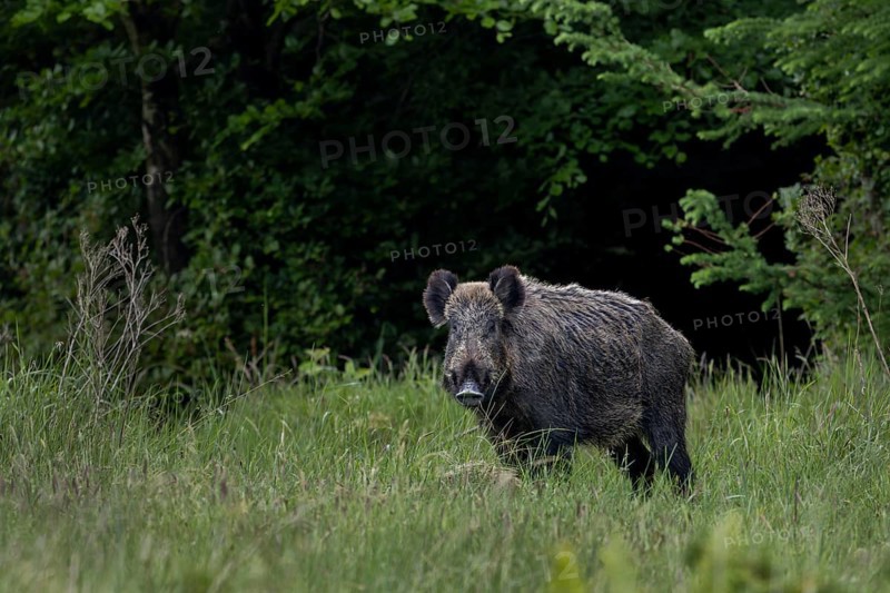 Wild boar boar (Sus scrofa) in a forest meadow, alert, eyeing, eye contact, Denmark