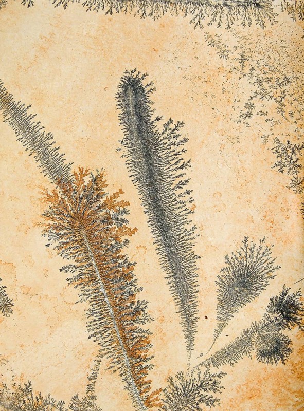 Orange and gray dendrites on light rock, skeletal crystals with fine branches, plant-like crystal structures of iron or manganese oxides, looking like plants, branching, pseudofossils, pseudofossils, fossils, fossils, Solnhofen slab, limestone, lithograph slate, Solnhofen plates, floor covering, wall tiles, natural stone, excavation, decoration, decorative, geology, nature, sediment, stone, ancient, prehistoric times, prehistoric times, Solnhofen, Altmühltal, Franconia, Bavaria, Germany