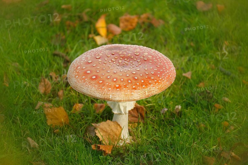 Red toadstool (Amanita muscaria), fruiting body, with alienation, North Rhine-Westphalia, Germany
