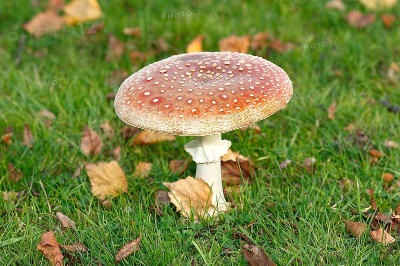 Toadstool (Amanita muscaria), fruiting body, North Rhine-Westphalia, Germany