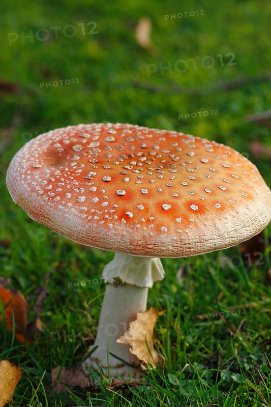 Toadstool (Amanita muscaria), fruiting body, North Rhine-Westphalia, Germany