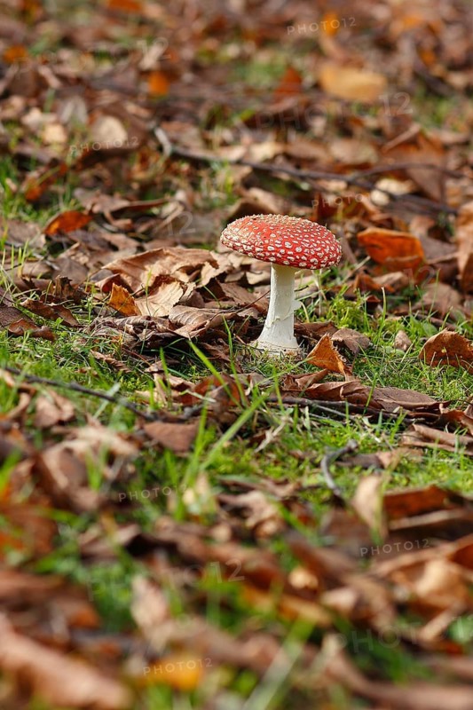 Red toadstool (Amanita muscaria), fruiting body, in autumn leaves, North Rhine-Westphalia, Germany