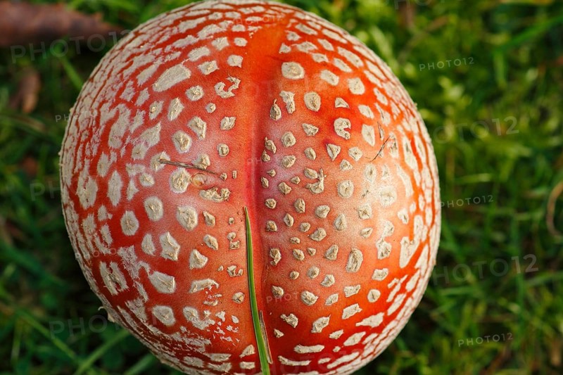 Red toadstool (Amanita muscaria), from above, fruiting body, North Rhine-Westphalia, Germany