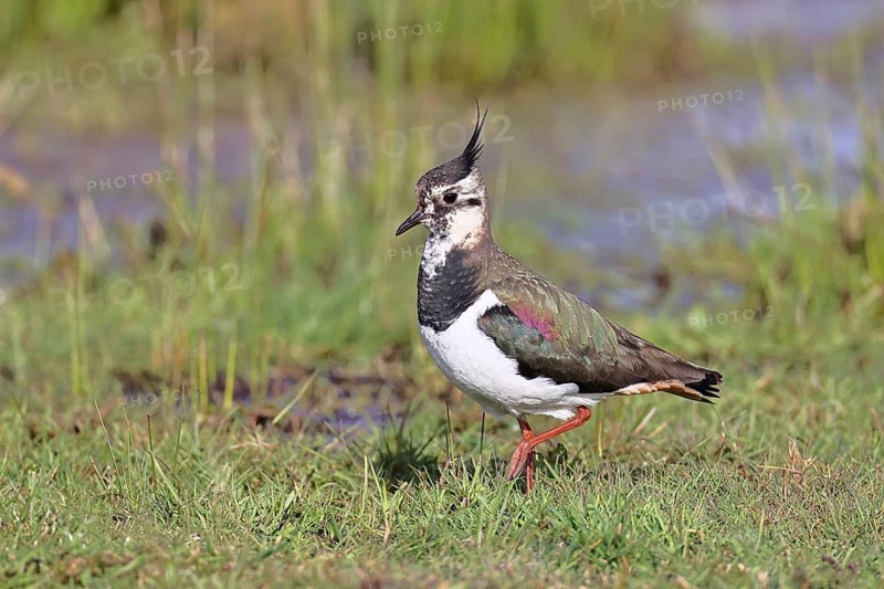 Lapwing (Vanellus vanellus), gorgeous dress, looking for food in a swampy meadow, wildlife, lembruch, ox moor, Dümmer nature park Park, Lower Saxony, Germany