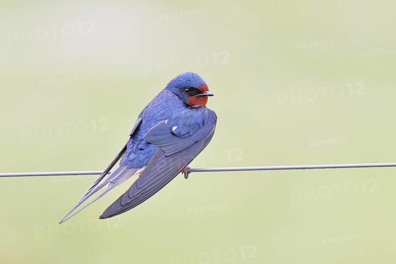 Barn swallow (Hirundo rustica) sitting on a pasture fence, wildlife, animals, birds, swallows, migratory bird, ox bog, Dümmer See nature park Park, Hüde, Lower Saxony, Germany