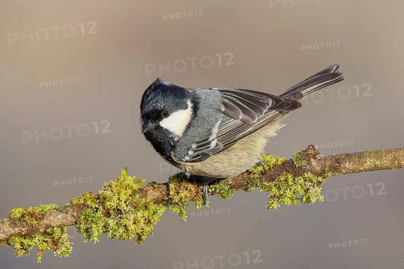 Pine tit (Periparus ater) sitting on moss-covered branch, wildlife, animals, birds, tit, Siegerland, North Rhine-Westphalia, Germany