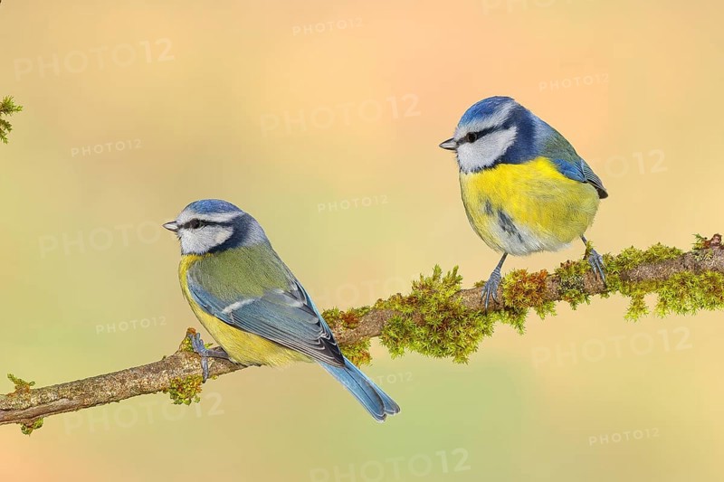 Blue tit (Parus caeruleus), two tits sitting on moss-covered branch, wildlife, animals, birds, tits, couple, Siegerland, North Rhine-Westphalia, Germany