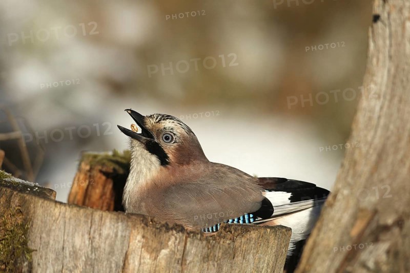 Eurasian Jay (Garrulus glandarius) throws corn (Zea Mays) into its beak during winter feeding in the forest, Allgäu, Bavaria, Germany, Allgäu, Bavaria, Germany