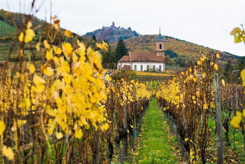 Chapel in the vineyards and castle Château du Haut-Kœnigsbourg, Kintzheim, Bas-Rhin department, Alsace, France