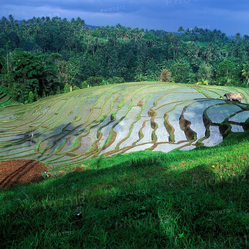 Terrace rice paddies north of Antosari, Bali, Indonesia
