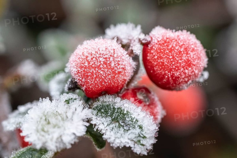 Cotoneaster (Cvotoneaster dammeri), fruits, Emsland, Lower Saxony, Germany