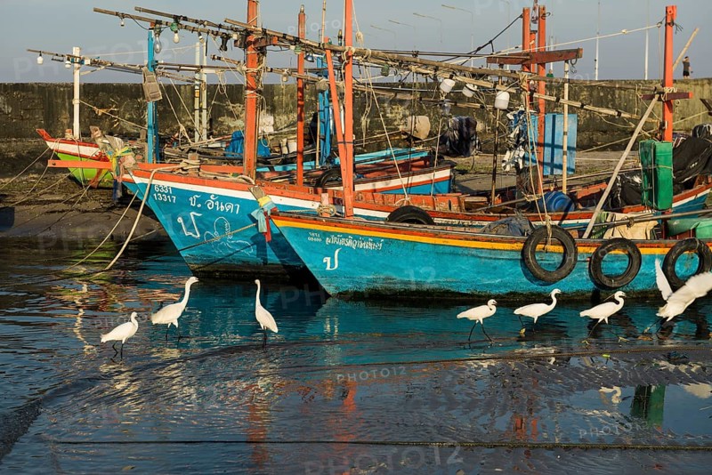 Colorful fishing boats and herons in harbor, sunset, Hua Hin, Prachuap Khiri Khan, Central Thailand, Thailand