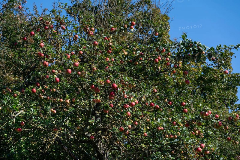 Ripe apples (Malus) on a tree, Mecklenburg-Western Pomerania, Germany