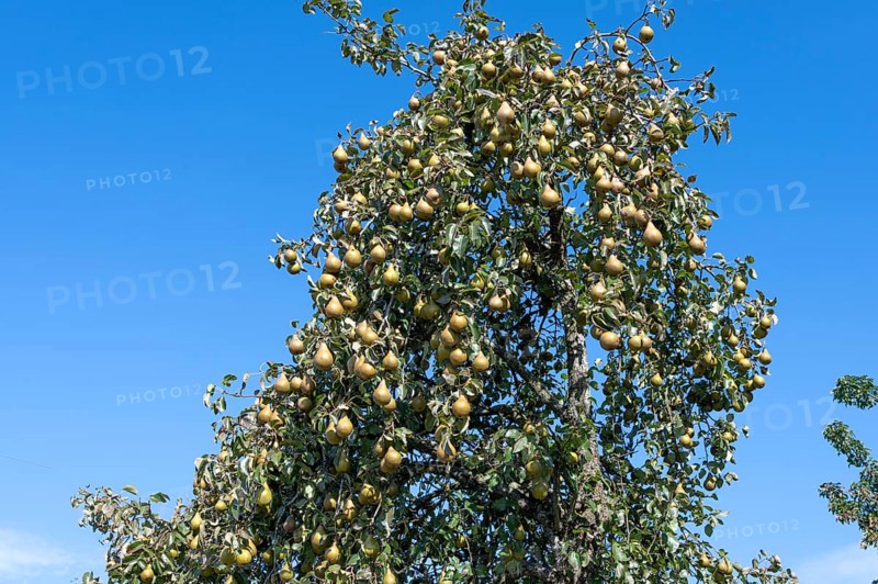 Ripe pears (Pyrus) on a tree, blue sky, Othenstorf, Mecklenburg-Western Pomerania, Germany