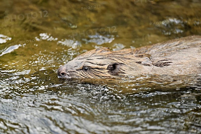 Eurasian beaver, European beaver (Castor fiber), swimming in a stream, Canton of Zug, Switzerland