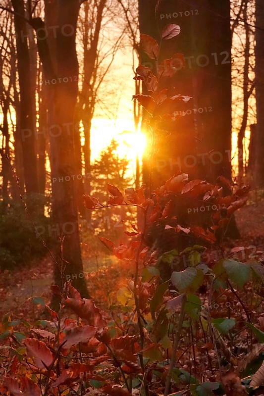 Forest on a November evening, sunset, autumn, Germany