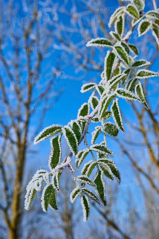 Hoarfrost coated leaves against a blue sky in nature, hoarfrost, winter, Urphar, Wertheim, Main-Tauber district, Baden-Württemberg, Germany