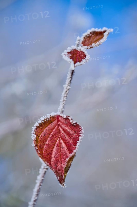 Red autumn leaf with hoarfrost against blue sky, natural winter landscape, hoarfrost, winter, Urphar, Wertheim, Main-Tauber-Kreis, Baden-Württemberg, Germany