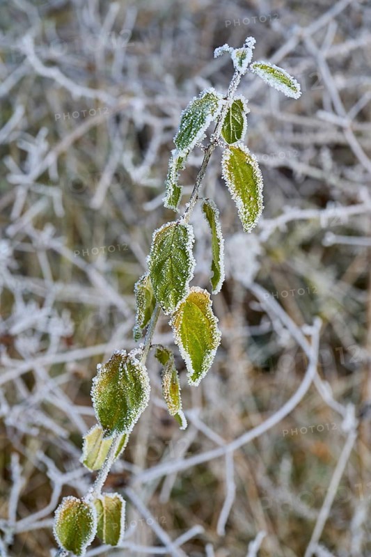 Green leaves covered with frost on a branch in a winter environment, hoarfrost, winter, Urphar, Wertheim, Main-Tauber-Kreis, Baden-Württemberg, Germany