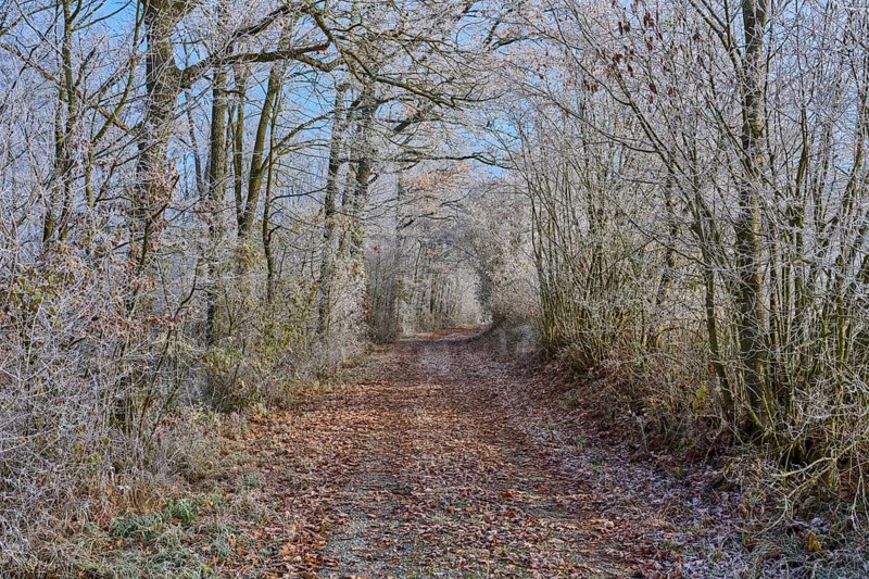 A frost-covered forest trail on a cool day in winter, surrounded by bare, frozen trees, hoarfrost, winter, Urphar, Wertheim, Main-Tauber district, Baden-Württemberg, Germany