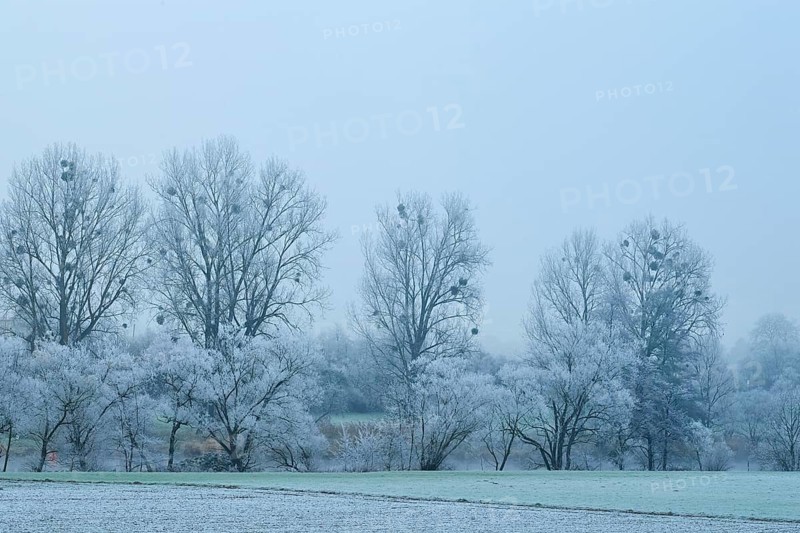 Frost-covered trees with mistletoe in foggy winter landscape, hoarfrost, winter, Bürgstadt, Miltenberg, Spessart, Bavaria, Germany