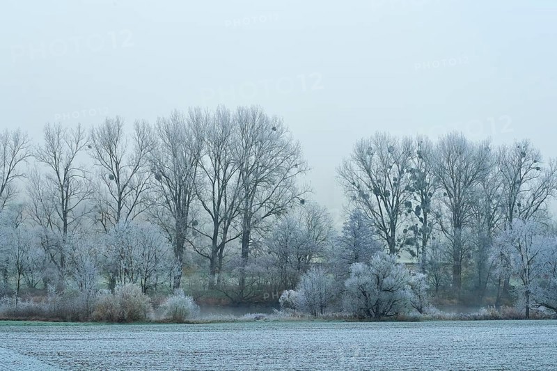 A forest with frost-covered trees with mistletoe and fog in a winter landscape, hoarfrost, winter, Bürgstadt, Miltenberg, Spessart, Bavaria, Germany