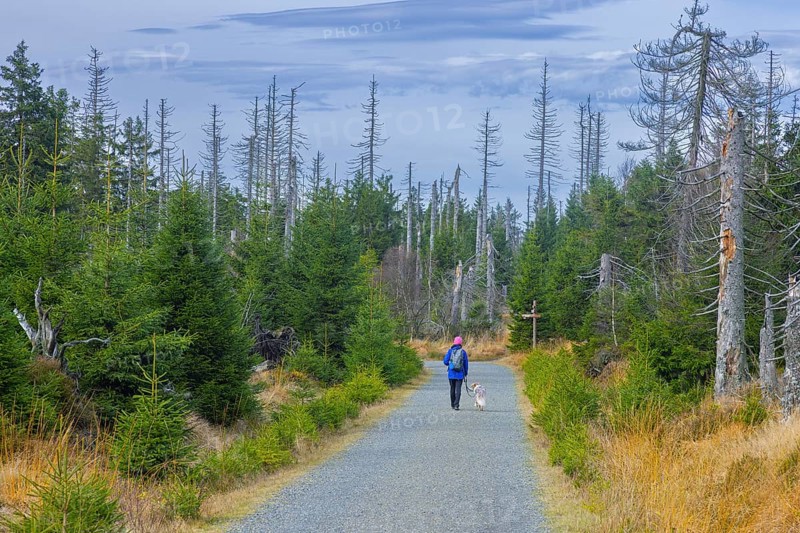 Walker with dog walking through bark beetle infested forest with dead spruce trees in the Harz Mountains, Harz National Park, Saxony-Anhalt, Germany