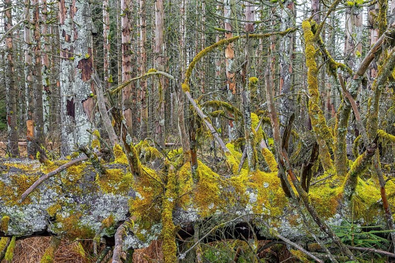 Dead spruce trees in forest in the Harz Mountains in autumn, damage caused by bark beetle infestation, Harz National Park, Saxony-Anhalt, Germany