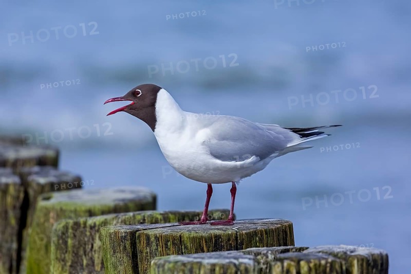 Black-headed gull (Chroicocephalus ridibundus, Larus ridibundus) adult bird in summer plumage calling from wooden breakwater in spring