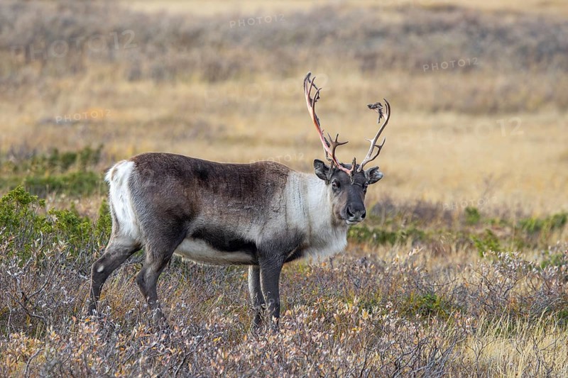 Reindeer (Rangifer tarandus) female, cow with bloody antlers after shedding velvet, foraging on the tundra in autumn, fall, Finland, Scandinavia