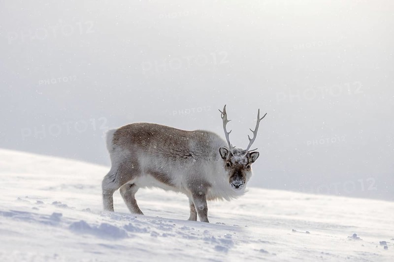 Svalbard reindeer (Rangifer tarandus platyrhynchus) adult in thick winter coat foraging on snow covered tundra in spring on Spitsbergen, Norway