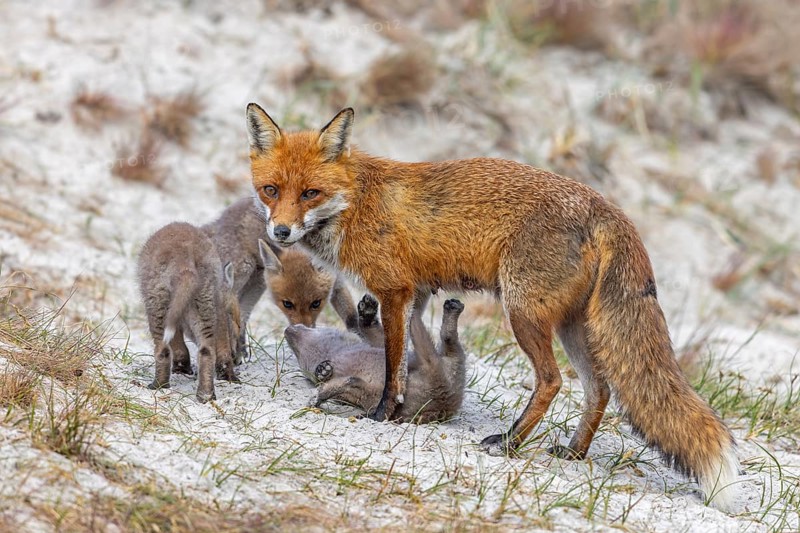 Red fox (Vulpes vulpes) female, vixen with playing kits, cubs near den in the dunes in spring