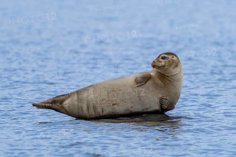 Common seal, harbour seal (Phoca vitulina) resting on rock in the Arctic Ocean along the coast of Svalbard, Spitsbergen in summer, Norway