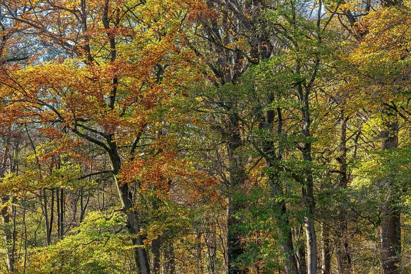 European beeches, common beech trees (Fagus sylvatica) with foliage in yellow, brown and green autumn colours, fall colors in broadleaved forest