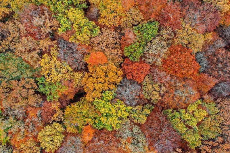 Aerial view over European beeches, beech trees (Fagus sylvatica) with foliage in yellow and brown autumn colours, fall colors in broadleaved forest