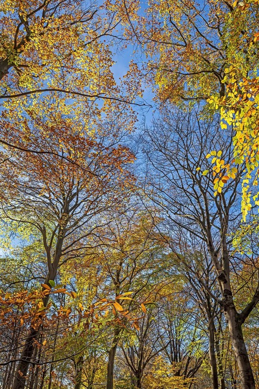 European beeches, common beech trees (Fagus sylvatica) with foliage in yellow and brown autumn colours, fall colors in broadleaved forest