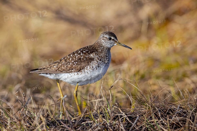 Wood sandpiper (Tringa glareola) adult in breeding plumage foraging in wetland in spring