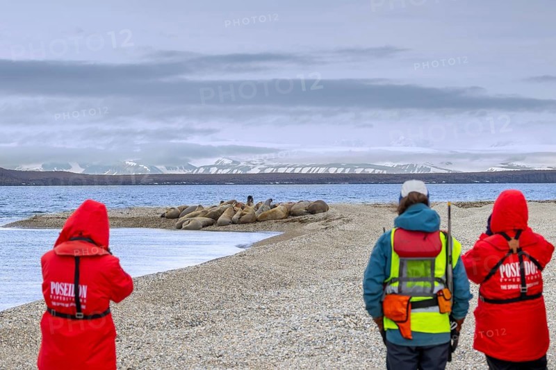 Two ecotourists, eco-tourists with guide armed with rifle watching walruses resting on beach along the coast of Svalbard, Spitsbergen, Norway