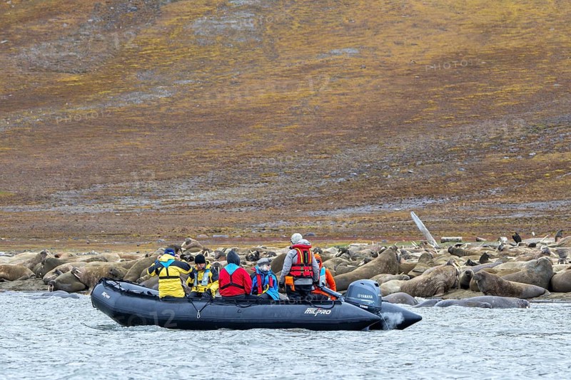 Ecotourists, eco-tourists in Zodiac boat observing walruses (Odobenus rosmarus) resting on beach along the coast of Svalbard, Spitsbergen, Norway