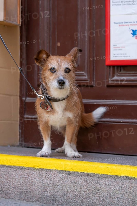 Dog, Foxi mixed breed on a leash, Hanseatic City of Lübeck, Schleswig-Holstein, Germany
