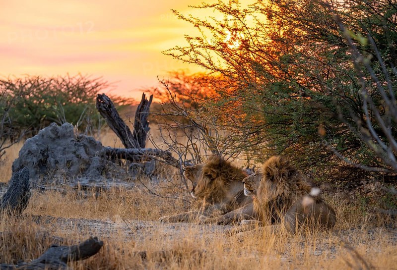 Sunset, two maned lions, siblings lying in the grass, lion (Panthera Leo), savuti, Chobe National Park, Botswana